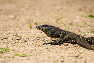 Close-up of goanna lizard on land