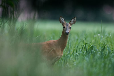 Portrait of roe deer standing amidst plants