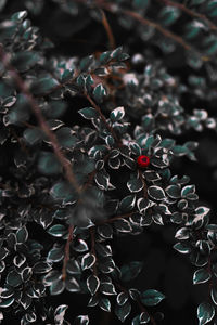 Close-up of dry leaves