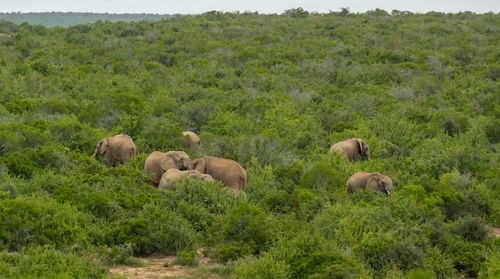 Herd of elephants in the wild and savannah landscape of africa