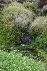 Close-up of grass in water