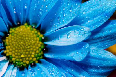 Close-up of wet blue flower blooming outdoors