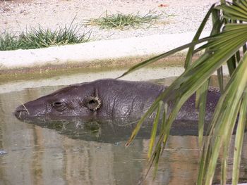 View of turtle swimming in lake