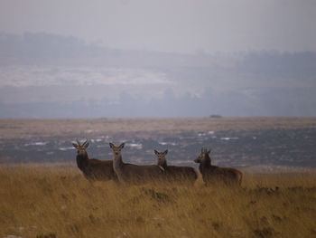 Deer standing on landscape