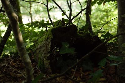 Close-up of leaves on tree trunk in forest