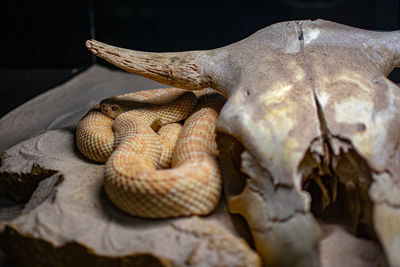 Close-up of snake