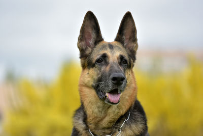 Close-up portrait of a dog