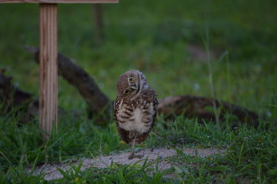 Close-up of owl perching on field