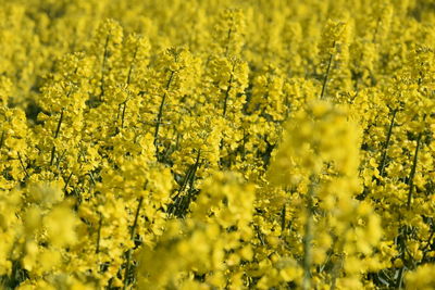 Yellow flowering plants on field