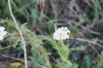 Close-up of white flowers