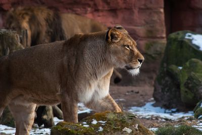 Close-up of lion