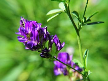 Close-up of purple flowers