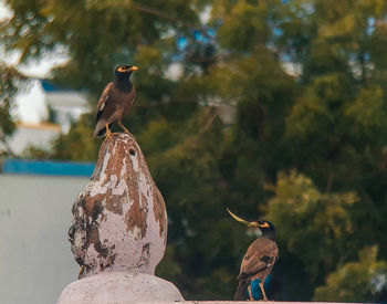 Bird perching on rock
