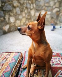 Close-up of dog sitting outdoors