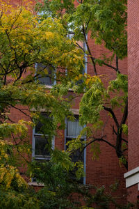 Trees and plants growing outside building