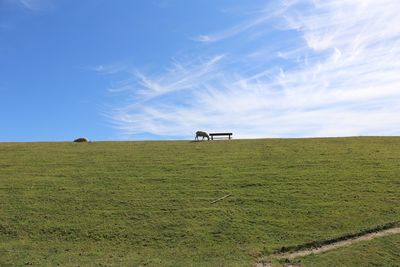 View of horse on field against sky