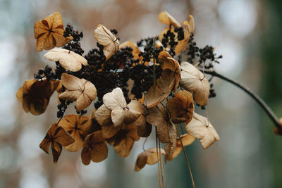 Close-up of dry leaves on plant