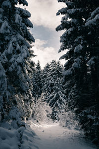 Trees on snow covered mountain against sky