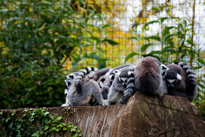 Huddle of lemurs in zoo