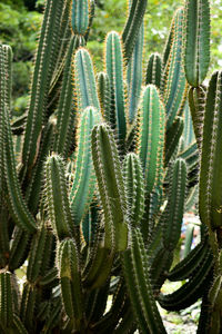 Close-up of plants