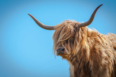 Highlander cow close up with the hair moved by the wind, scotland