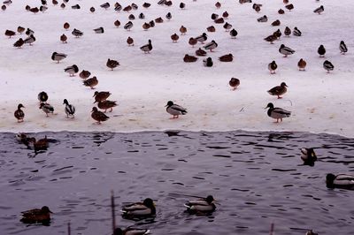 High angle view of birds in lake