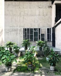 Potted plants outside building