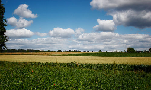 Scenic view of field against sky