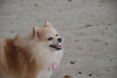 pet