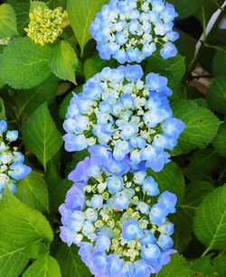 Close-up of blue flowering plant in park