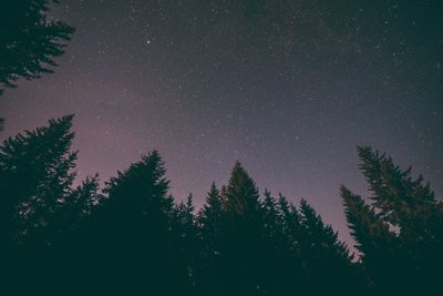 Trees against sky at night