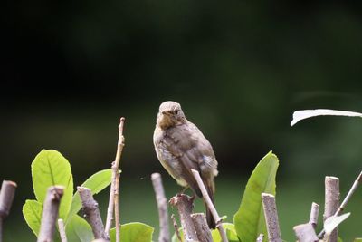 Bird perching on a plant