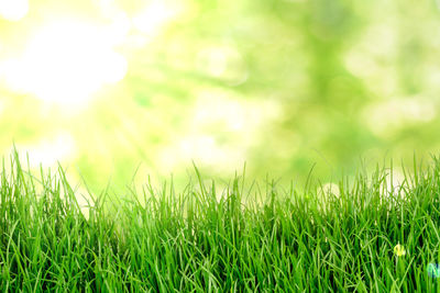 Close-up of grass growing on field