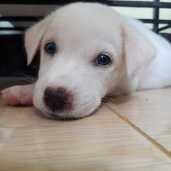 Close-up portrait of puppy