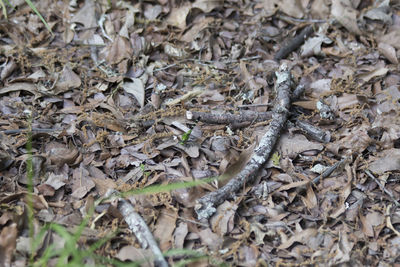 High angle view of lizard on field