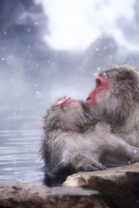 Portrait of a monkey in snow