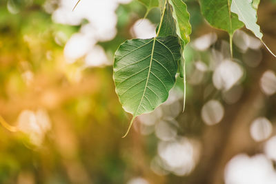 Close-up of fresh green leaves