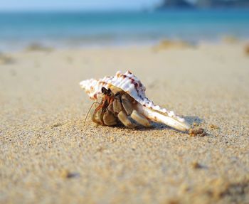 Close-up of hermit crab on sand at beach