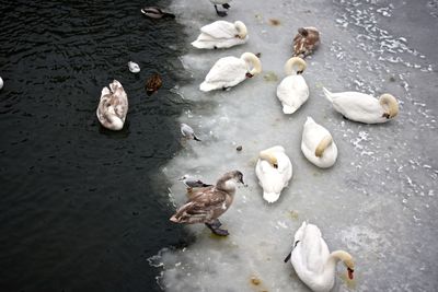 High angle view of birds in frozen canal