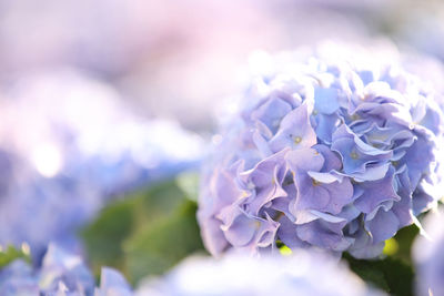 Close-up of purple flowering plant