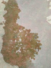 High angle view of tree with reflection in puddle