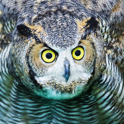 Close-up portrait of owl