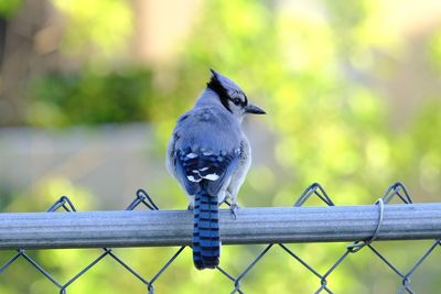 Close-up of bird perching on fence