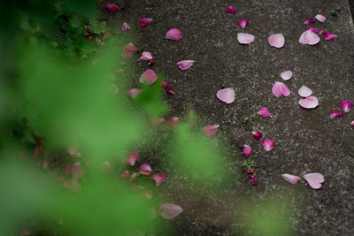 Close-up of pink flowers