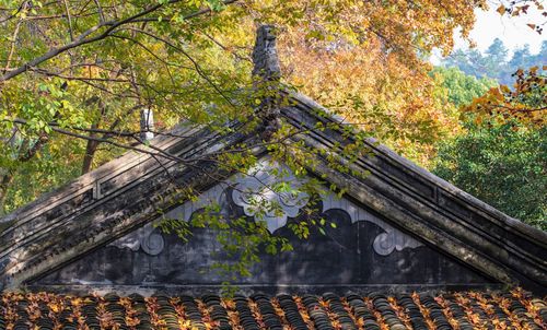 Low angle view of trees by building