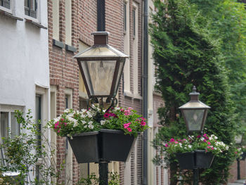 Potted plants on street light against building