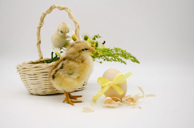 Close-up of bird in nest on white background