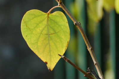 Close-up of leaf on twig