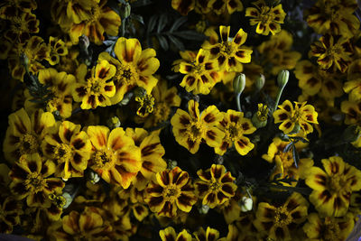 High angle view of yellow flowering plants