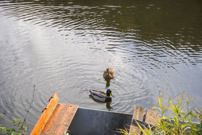 High angle view of birds in lake